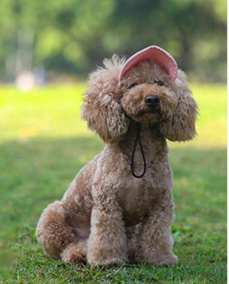 Casquette pour petit chien | topleasuredog