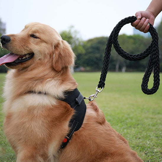 Laisse pour Chien Ultime | AUP