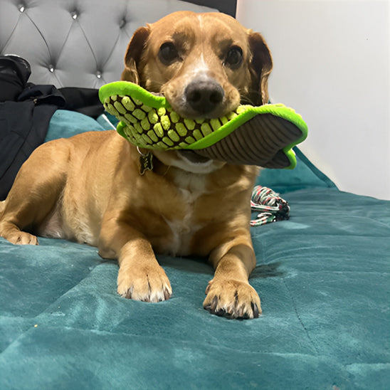 Jouet pour Chien en Forme d'Os | Dog Toy