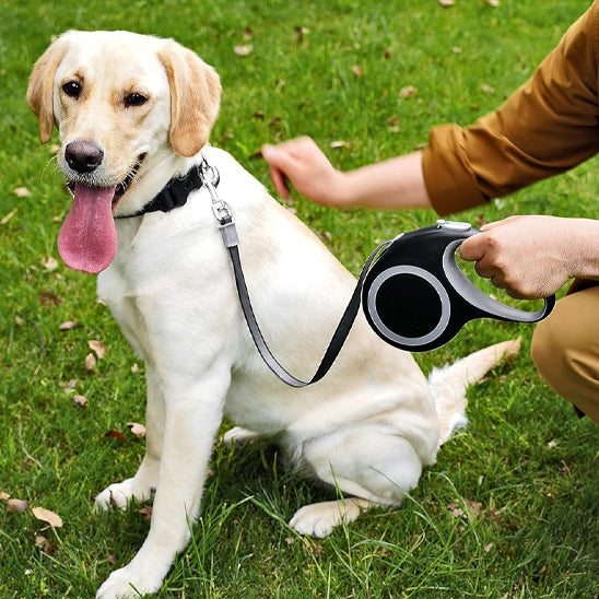 Laisse pour chien rétractable | topleasuredog