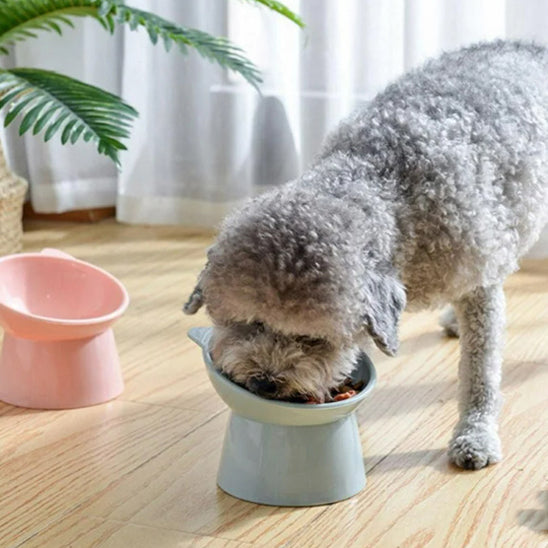 Gamelle pour Chien Inclinée | AUP