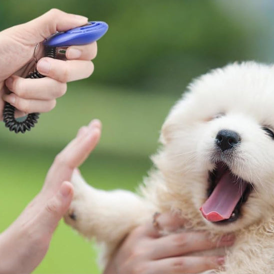 Le Clicker Chien| topleasuredog