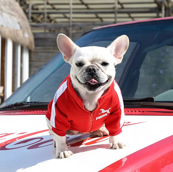 Pull pour Chien | dog sweater