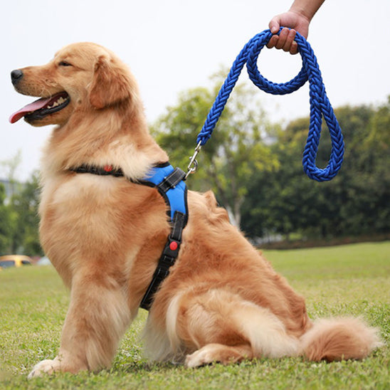 Laisse pour Chien Ultime | AUP