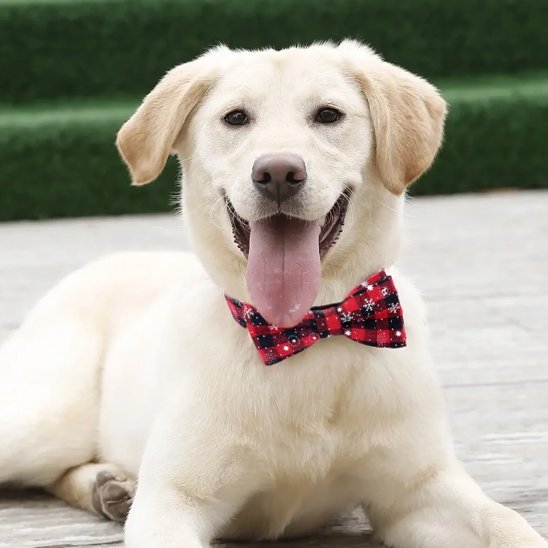 Collier chien | Stylé & Durable