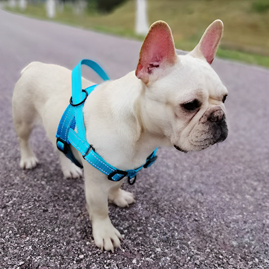 Harnais Chien et Chiot | auplaisir