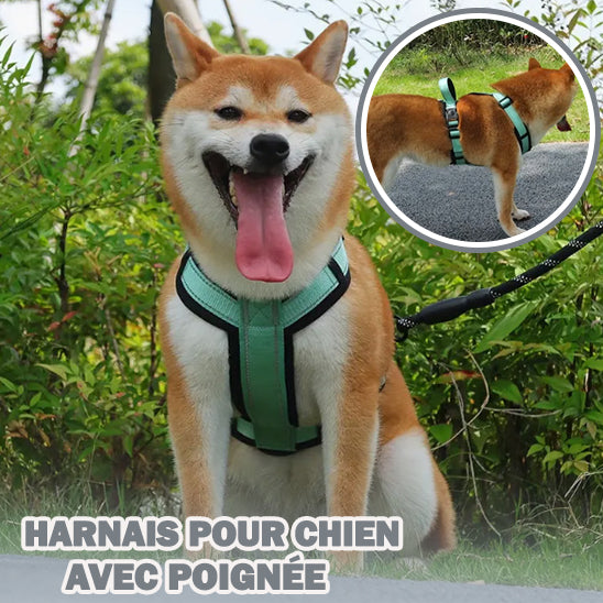 Harnais Chien | nocturne