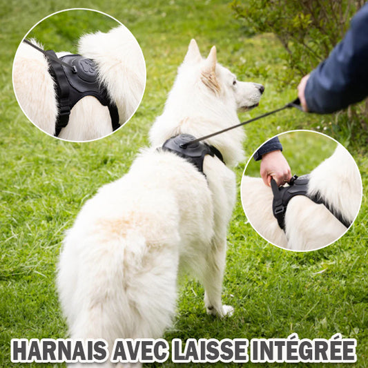 Harnais pour Chien avec Laisse Rétractable. | AUP