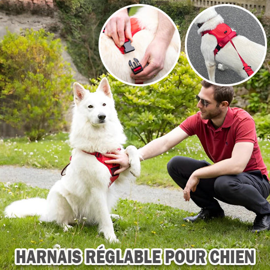 Harnais pour Chien avec Laisse Rétractable. | AUP