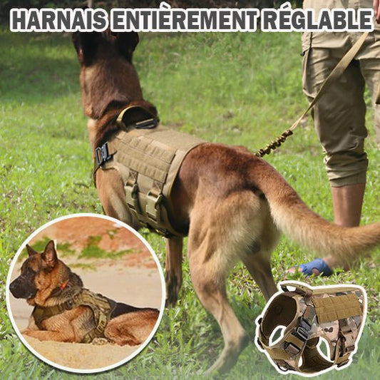 Harnais anti traction Chien | dog training