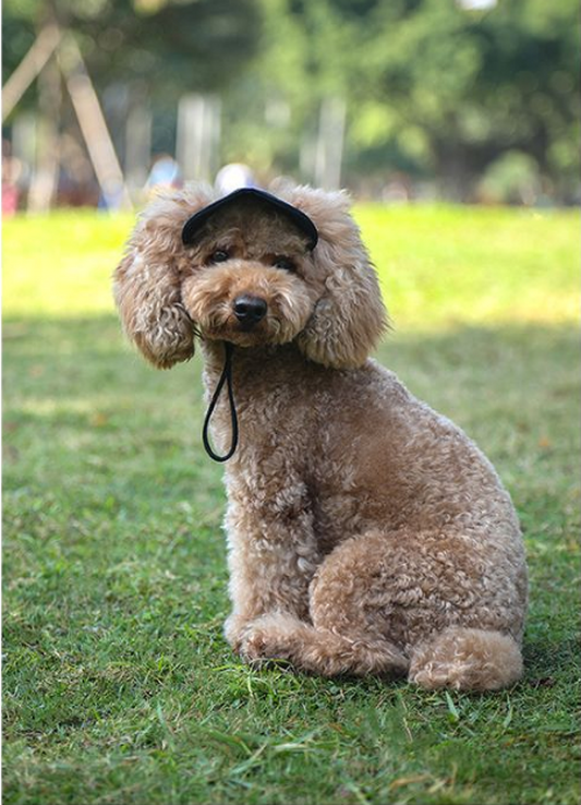 Casquette pour petit chien | topleasuredog