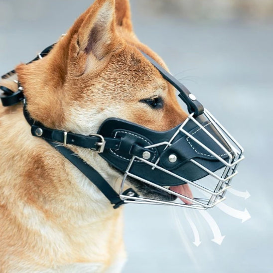Muselière pour chien | topleasuredog