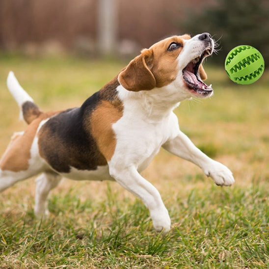 Balle pour Chien Friandise  | topleasuredog