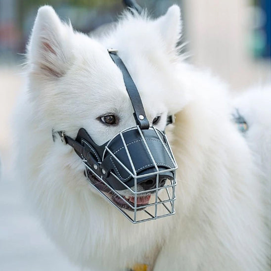 Muselière pour chien | topleasuredog