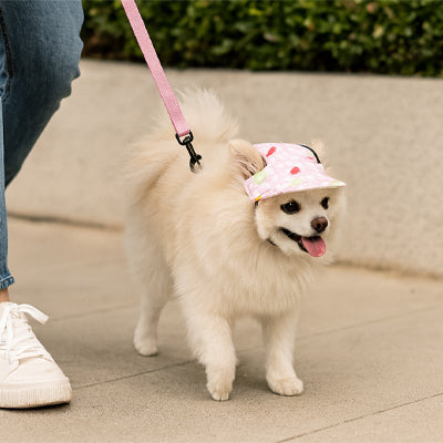 Casquette de Protection pour Chien | PawStyle