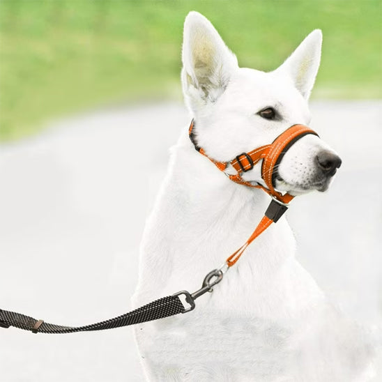 muselière pour chien nylon | topleasuredog