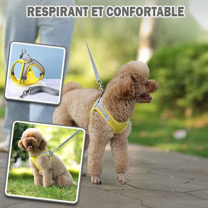 Harnais pour Chien | plaisir