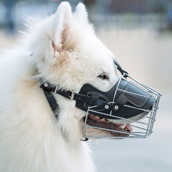Muselière pour chien | topleasuredog