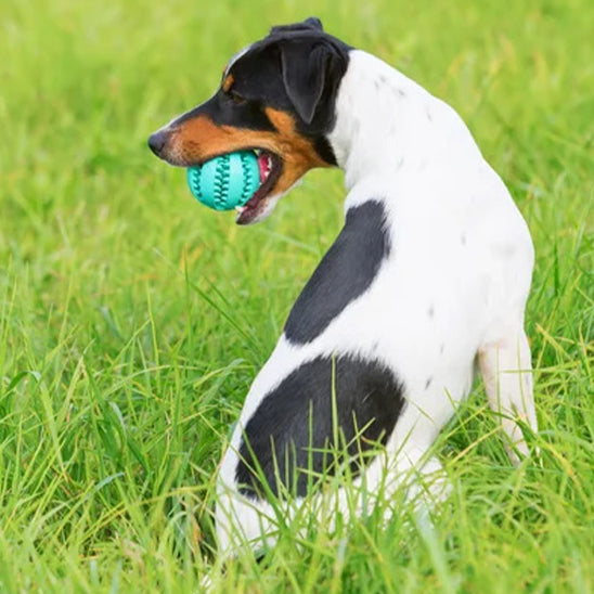 Balle pour Chien Friandise  | topleasuredog