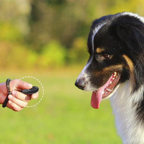 Le Clicker Chien| topleasuredog