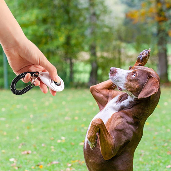 Le Clicker Chien| topleasuredog
