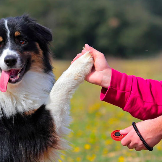 Le Clicker Chien| topleasuredog