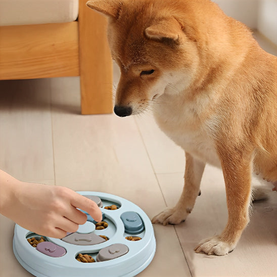 Distributeur Croquette Chien | topleasuredog