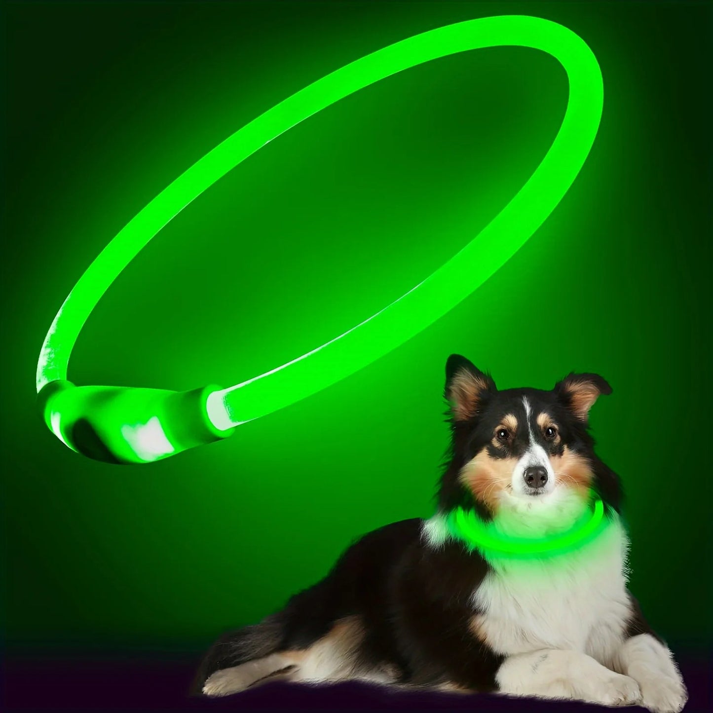 Collier pour Chien Lumineux  | Night Glowing