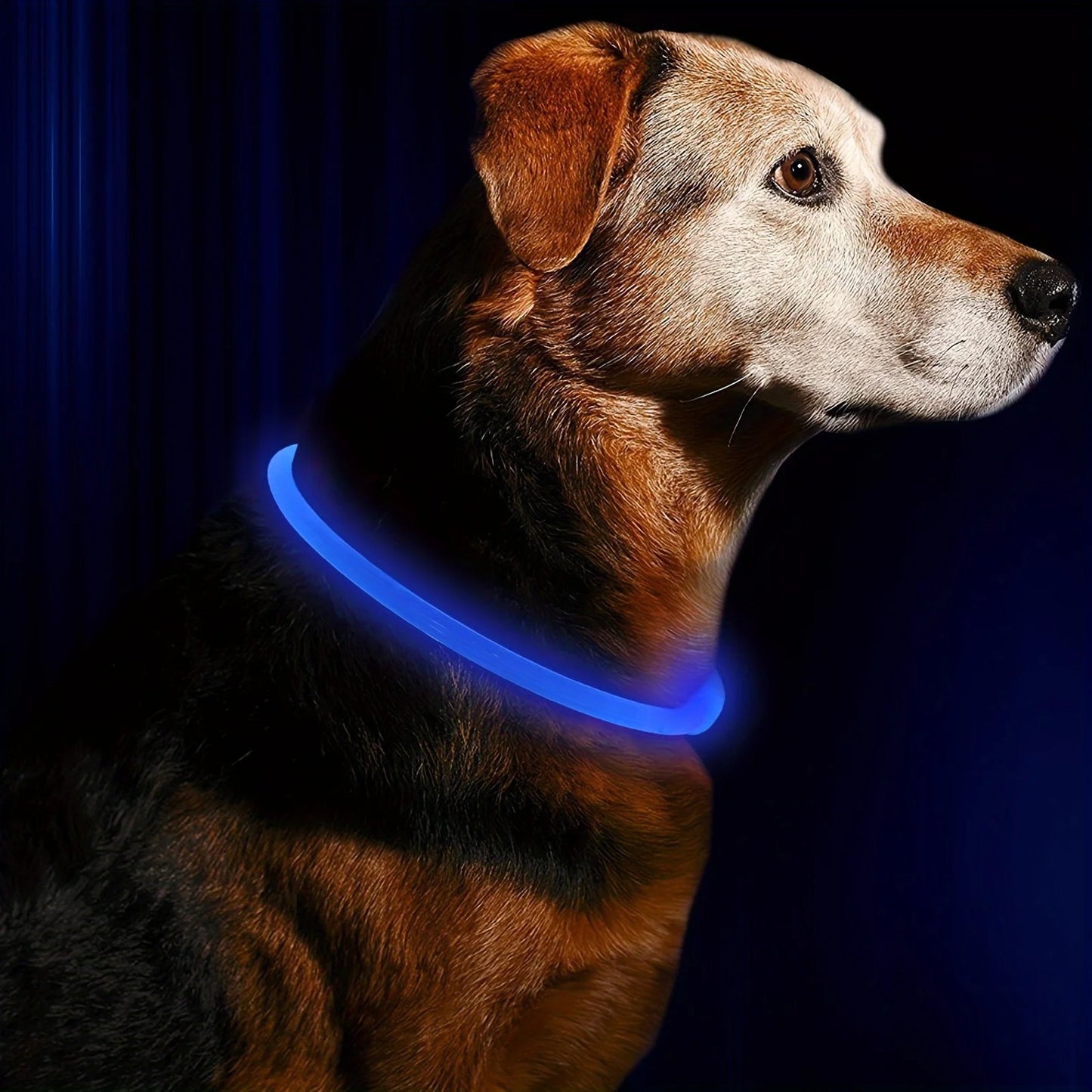 Collier pour Chien Lumineux  | Night Glowing