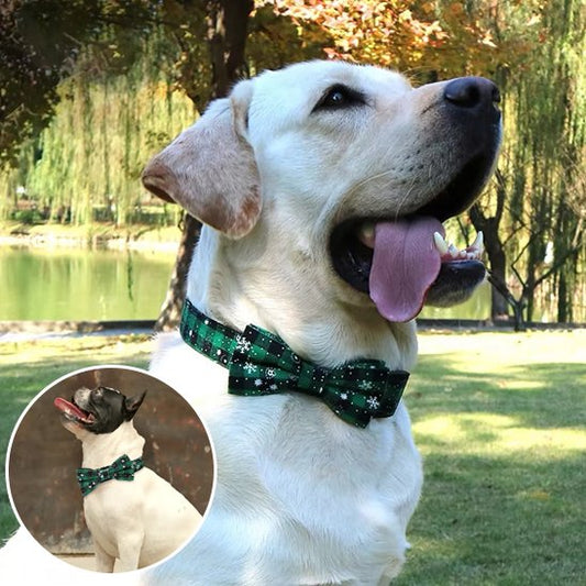Collier chien | Stylé & Durable